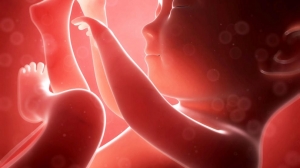 Servicios de Perinatolog&iacute;a